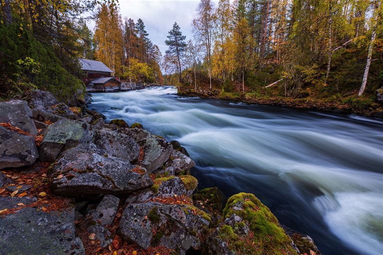 Herbstlaubfärbung im Norden ©NataliaSokko/istock
